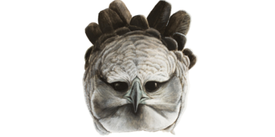 Harpy Eagle head